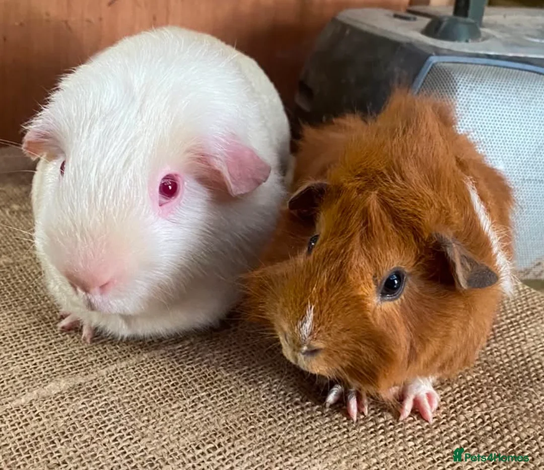 Guinea Pig rodents for sale: Guinea pigs for sale  - Advert 1