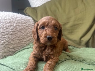 Double Doodle dogs Irish Doodle x Australian Labradoodle - Advert 2