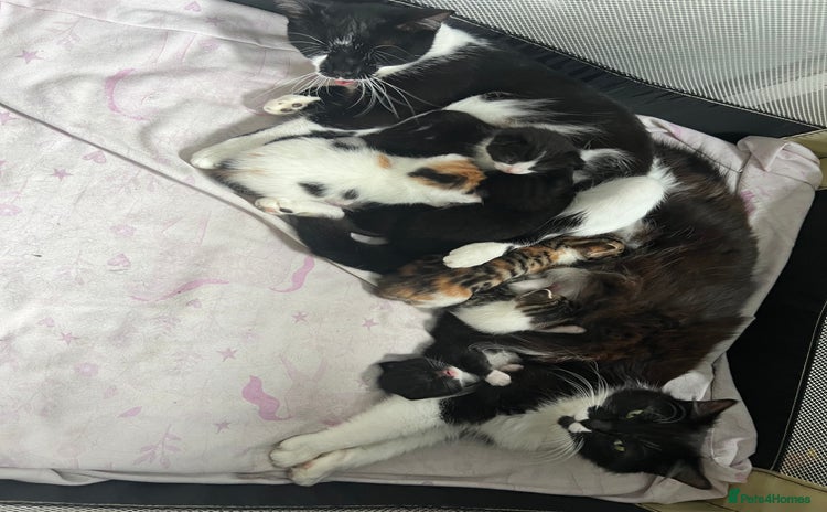 Mixed Breed cats - Advert 12