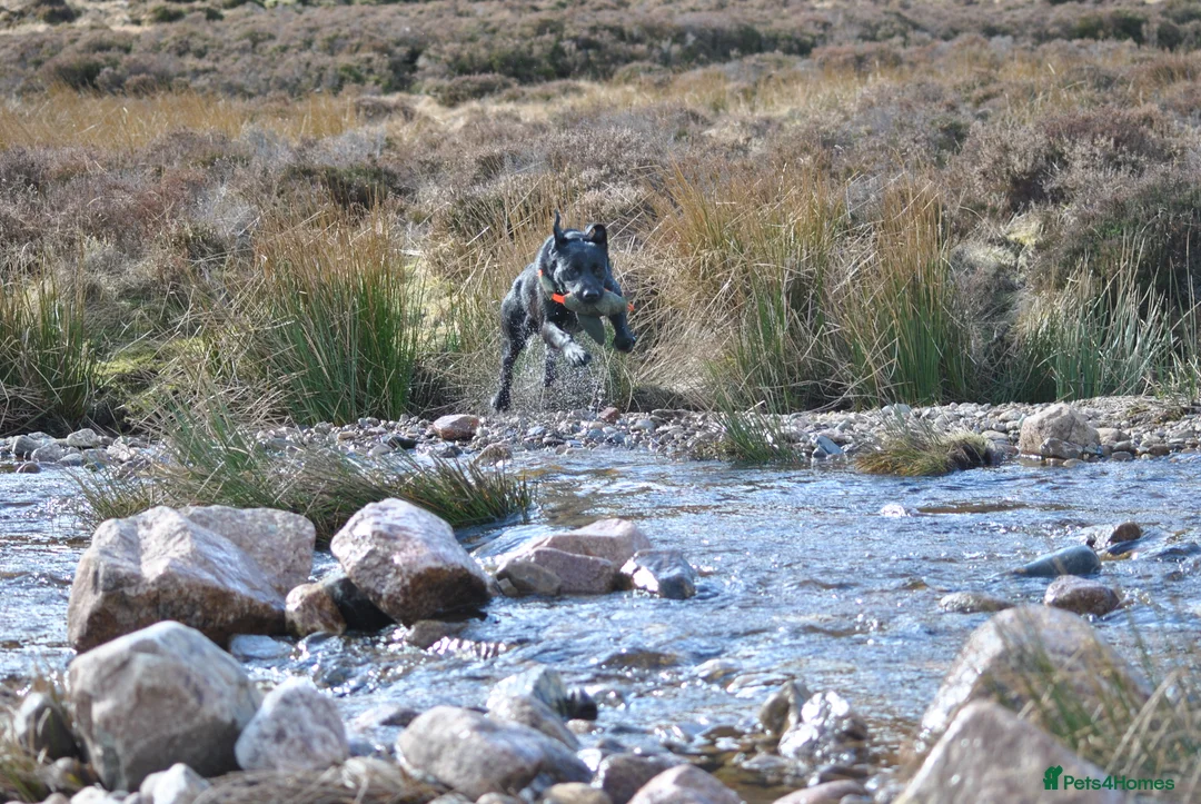 Labrador Retriever dogs for stud: Proven, KC Registered & Fully Health Tested in Laurencekirk - Advert 7