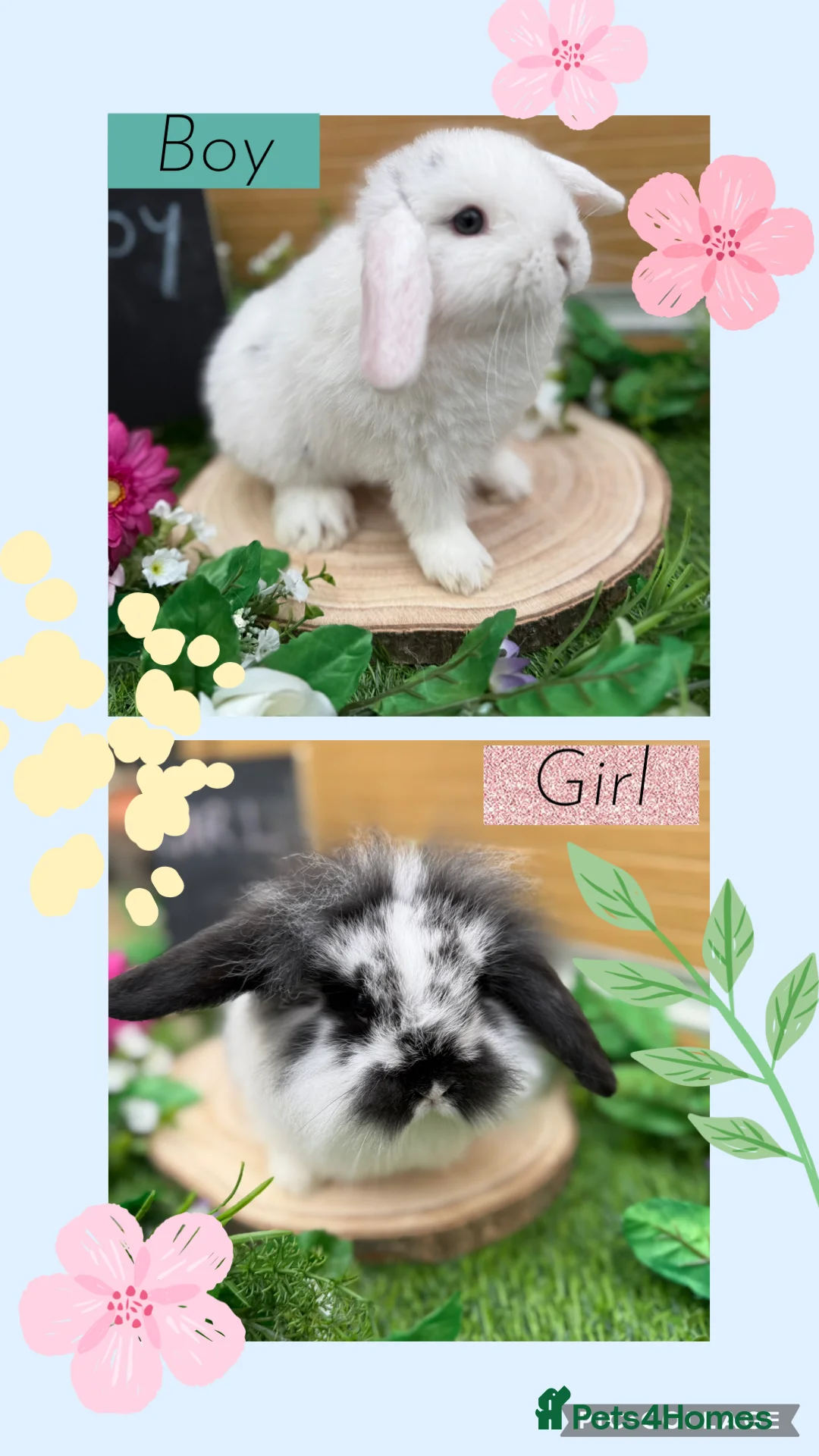 Mini Lop rabbits for sale: X2 gorgeous mini lops available  - Advert 1