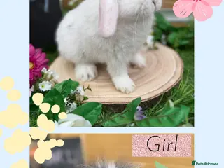 Mini Lop rabbits X2 gorgeous mini lops available - Advert 1