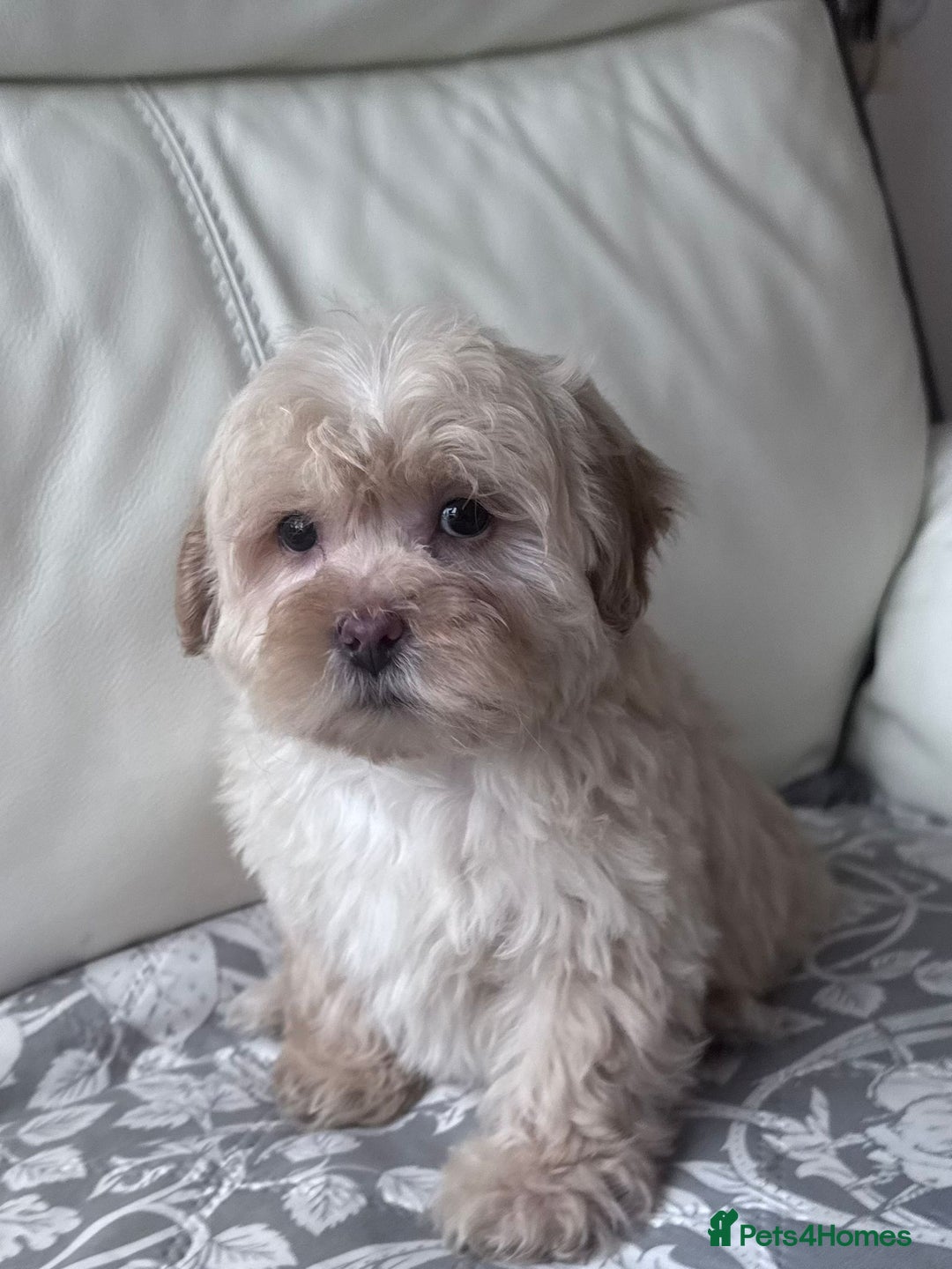 Shihpoo dogs for sale: Shihpoo puppys - Advert 3