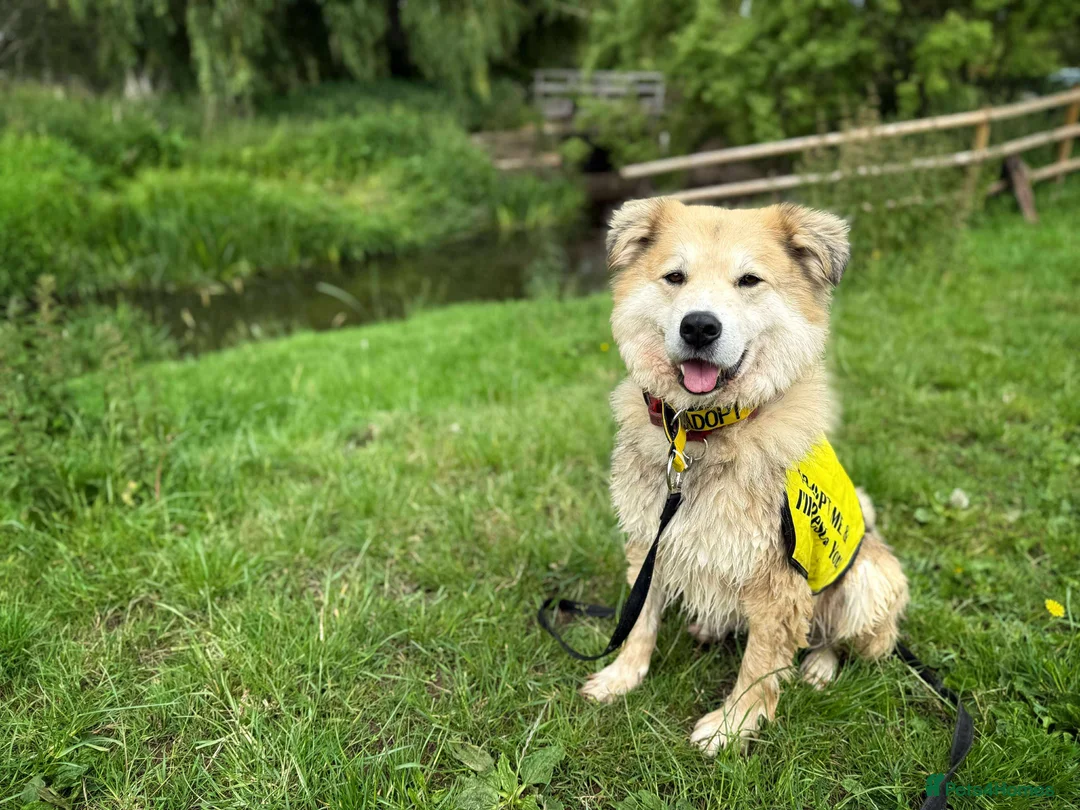 Mixed Breed dogs for adoption: Meet Paddy, currently residing in Cheshire  in Nantwich - Advert 30
