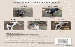 Mixed Breed dogs for sale: Mixed breed - Image 1