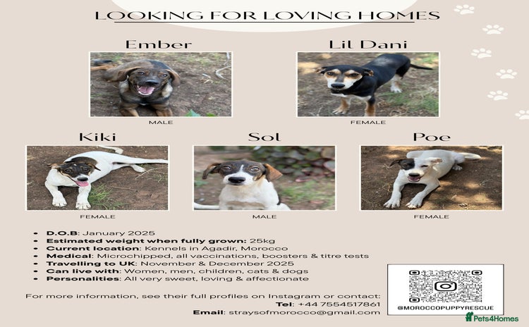 Mixed Breed dogs - Advert 9