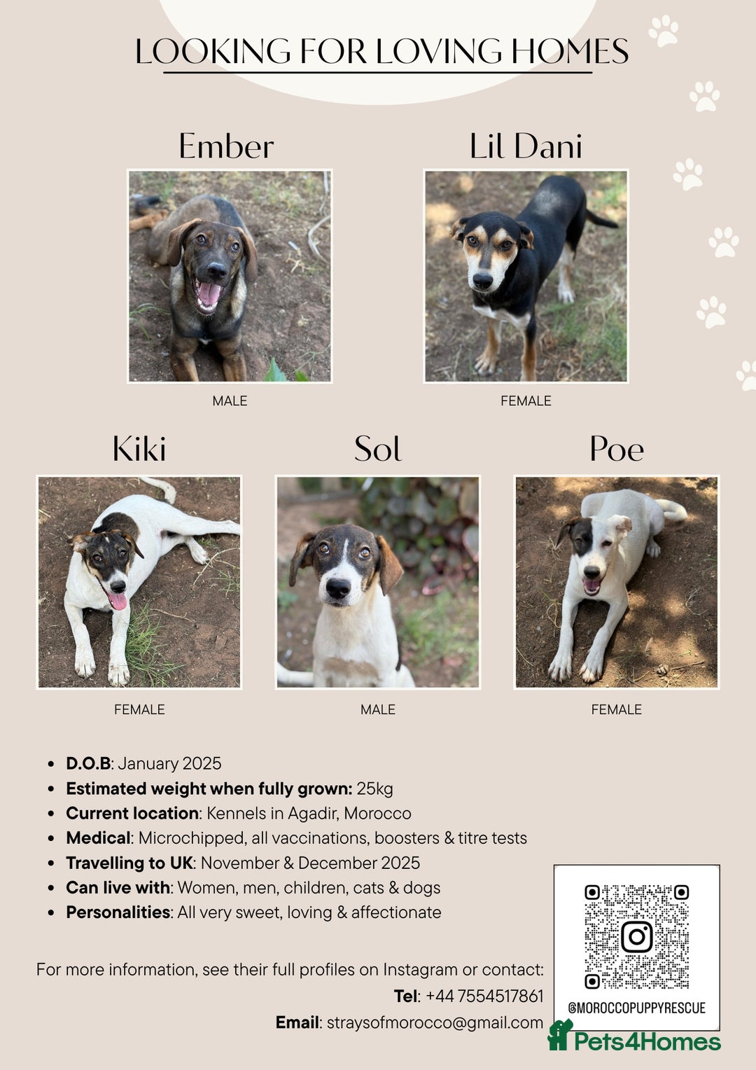 Mixed Breed dogs for sale: Mixed breed - Image 1