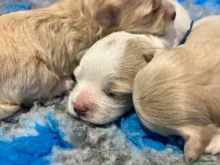 Maltipoo dogs 💙 Beautiful white Toy Maltipoo boy puppy 💙 - Advert 4