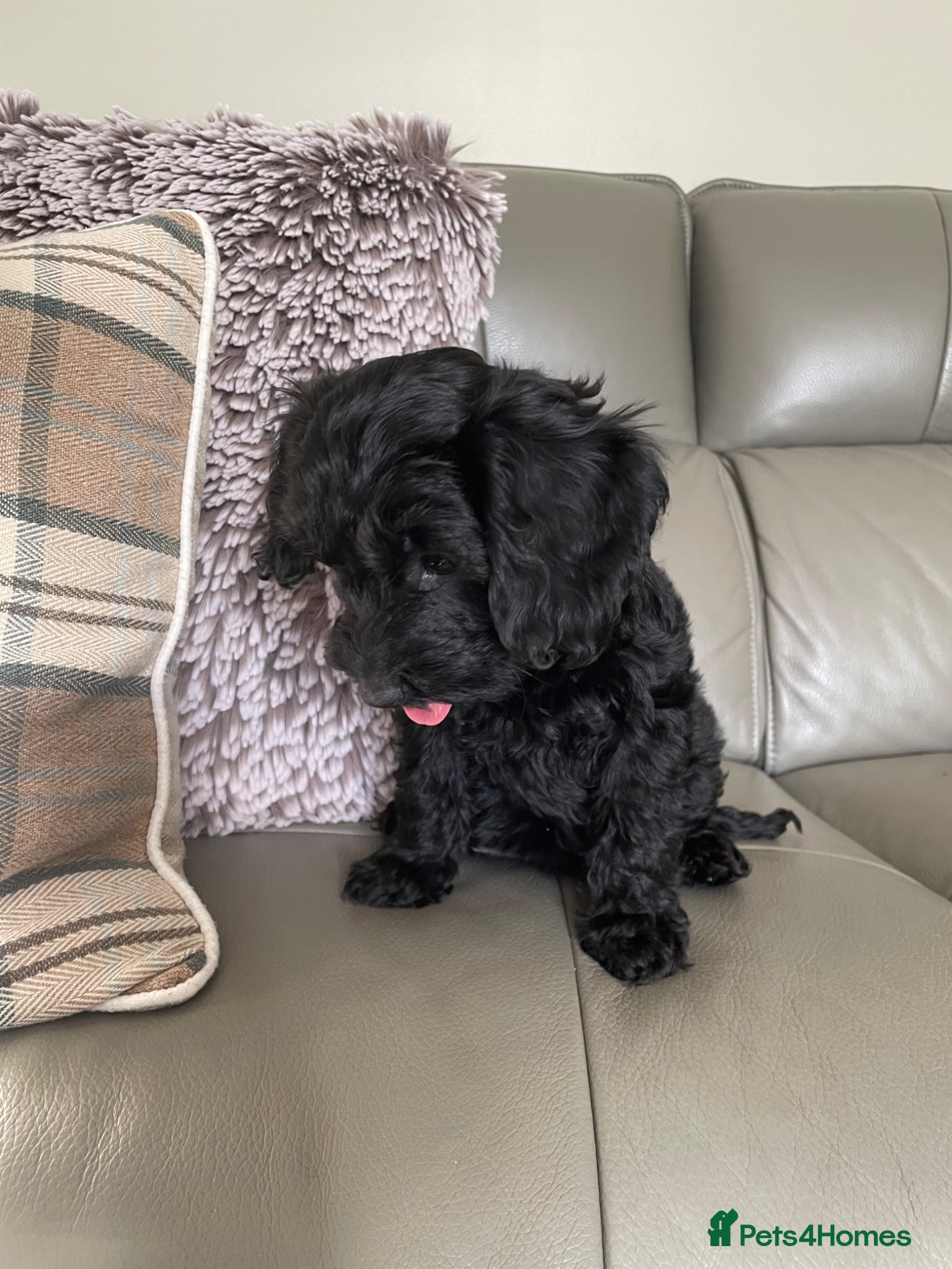 Cockapoo dogs DNA TESTED Tiny Toy F1 Cockapoo Puppies❤️ - Advert 2