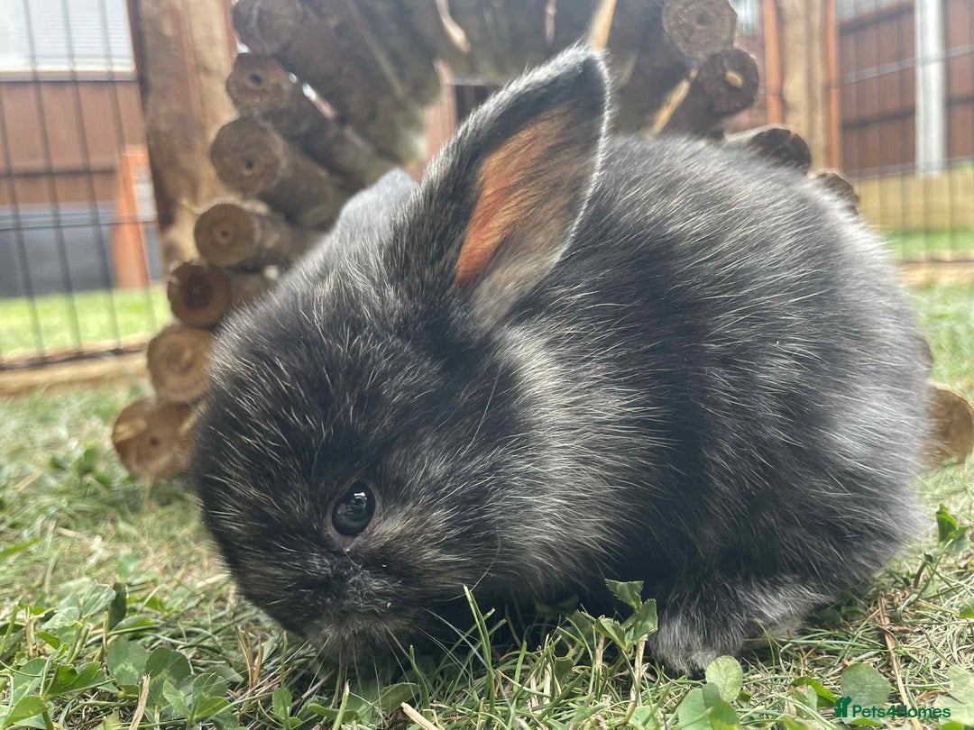 Mini Lop rabbits for sale: Mini lop cross french lop - Image 7