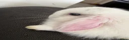 Mini Lop rabbits for sale: gorgeous babies   💙🐰 - Advert 5