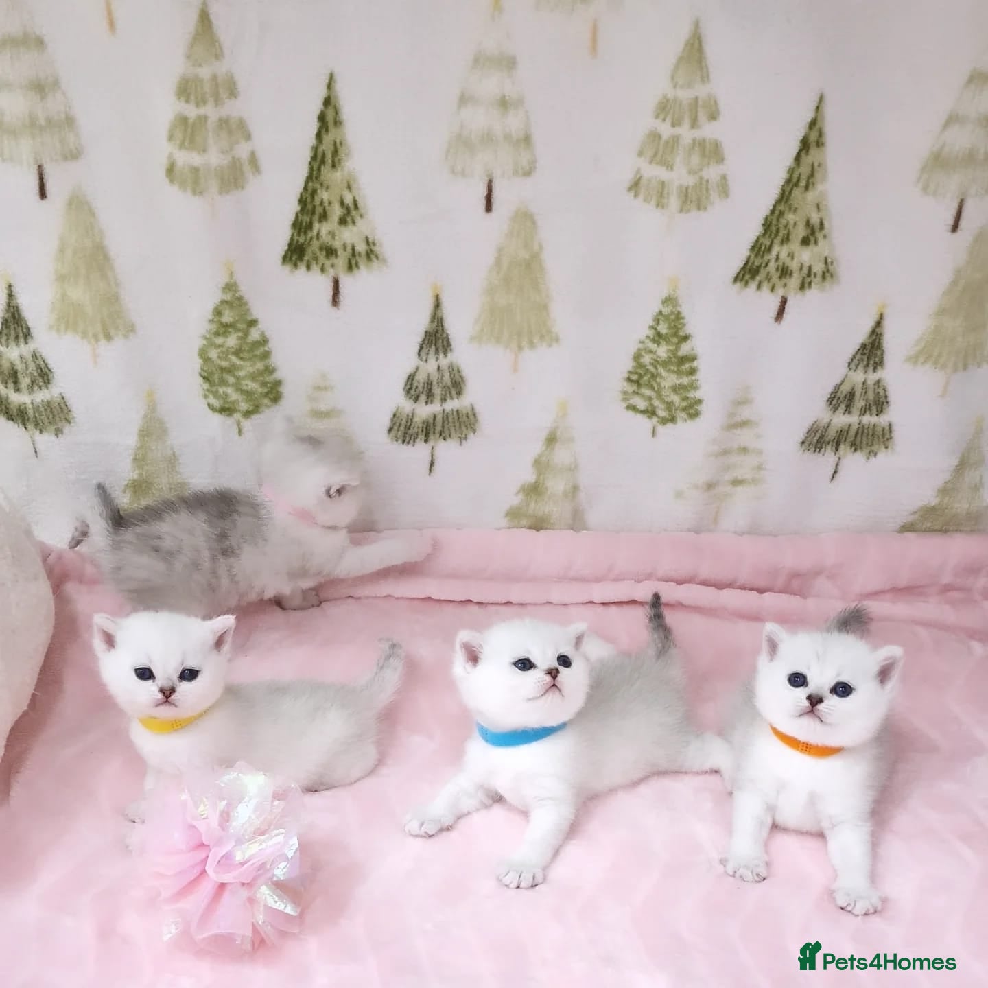 British Shorthair cats 💜British Shorthair Silver Chinchilla🧡 - Advert 2