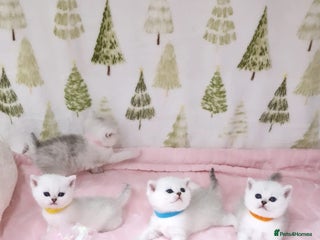British Shorthair cats 💜British Shorthair Silver Chinchilla🧡 - Advert 2