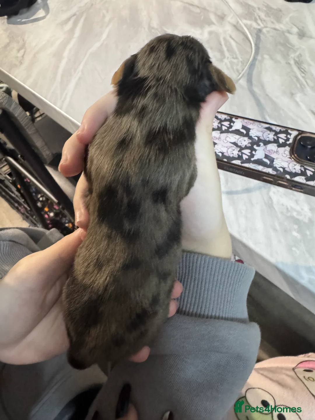 Doxiepoo dogs for sale: Beautiful doxipoo baby’s  - Advert 11