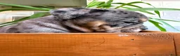 English Bulldog dogs for sale: Fabulous colours healthy bulldog puppies  - Advert 23