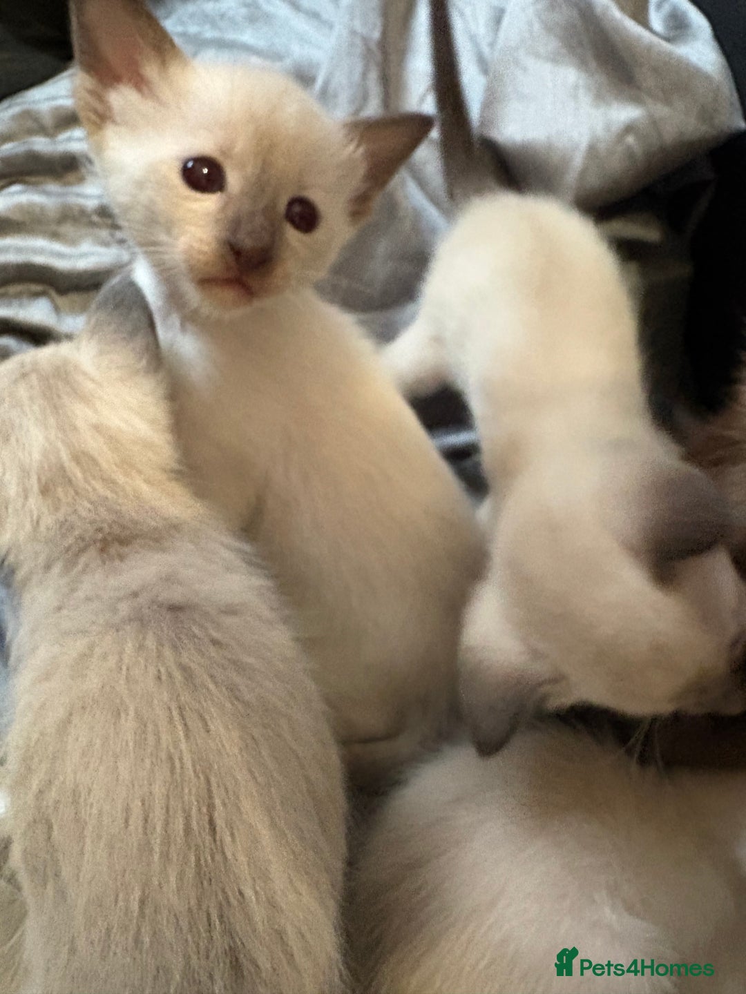 Siamese cats for sale: Traditional Siameses Only 2 available to reserve - Image 23