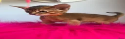 Abyssinian cats for sale: Adorable Abyssinian kittens - Advert 11