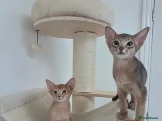 Abyssinian cats Gorgeous Tica Abyssinian Kittens - Advert 6
