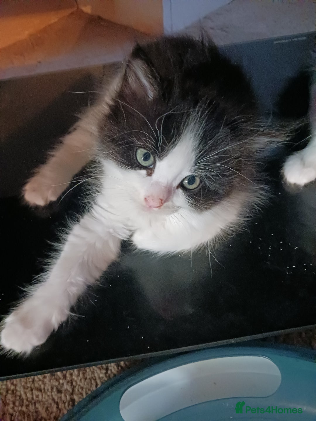Ragdoll cats for sale: CUTE SOLID RAGDOLL KITTENS  - Image 10