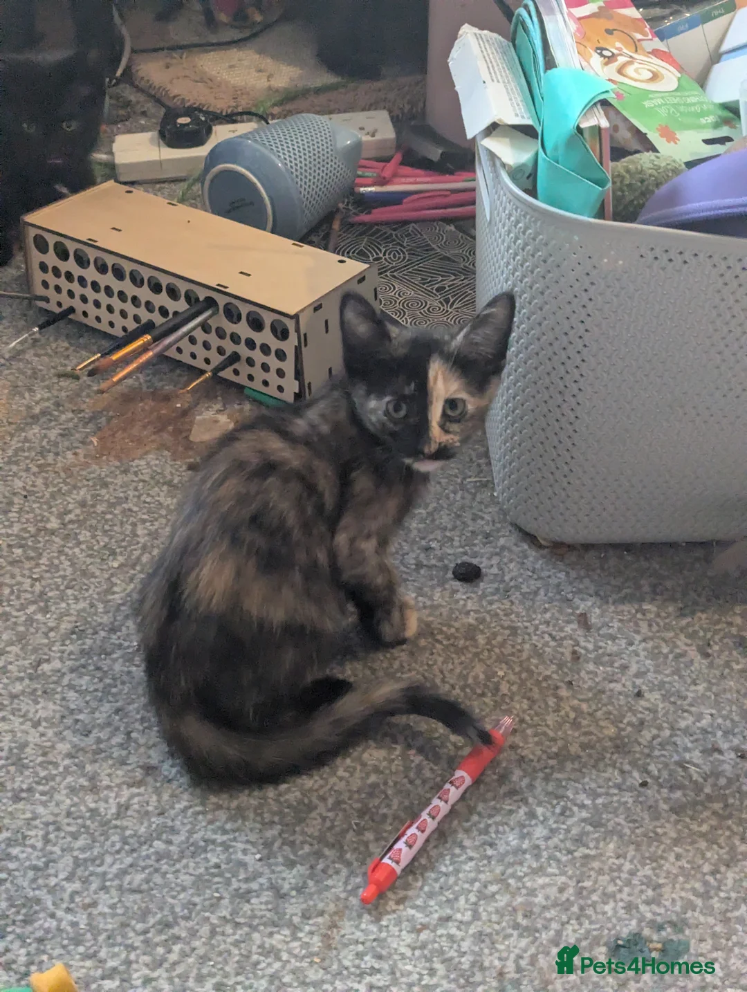 Russian Blue cats for sale: Russian Blue X Ragdoll kittens (Russian Dolls) - Advert 2