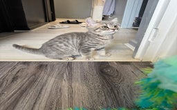 British Shorthair cats for sale: BSH kitten classic & chinchilla bloodline - Image 33
