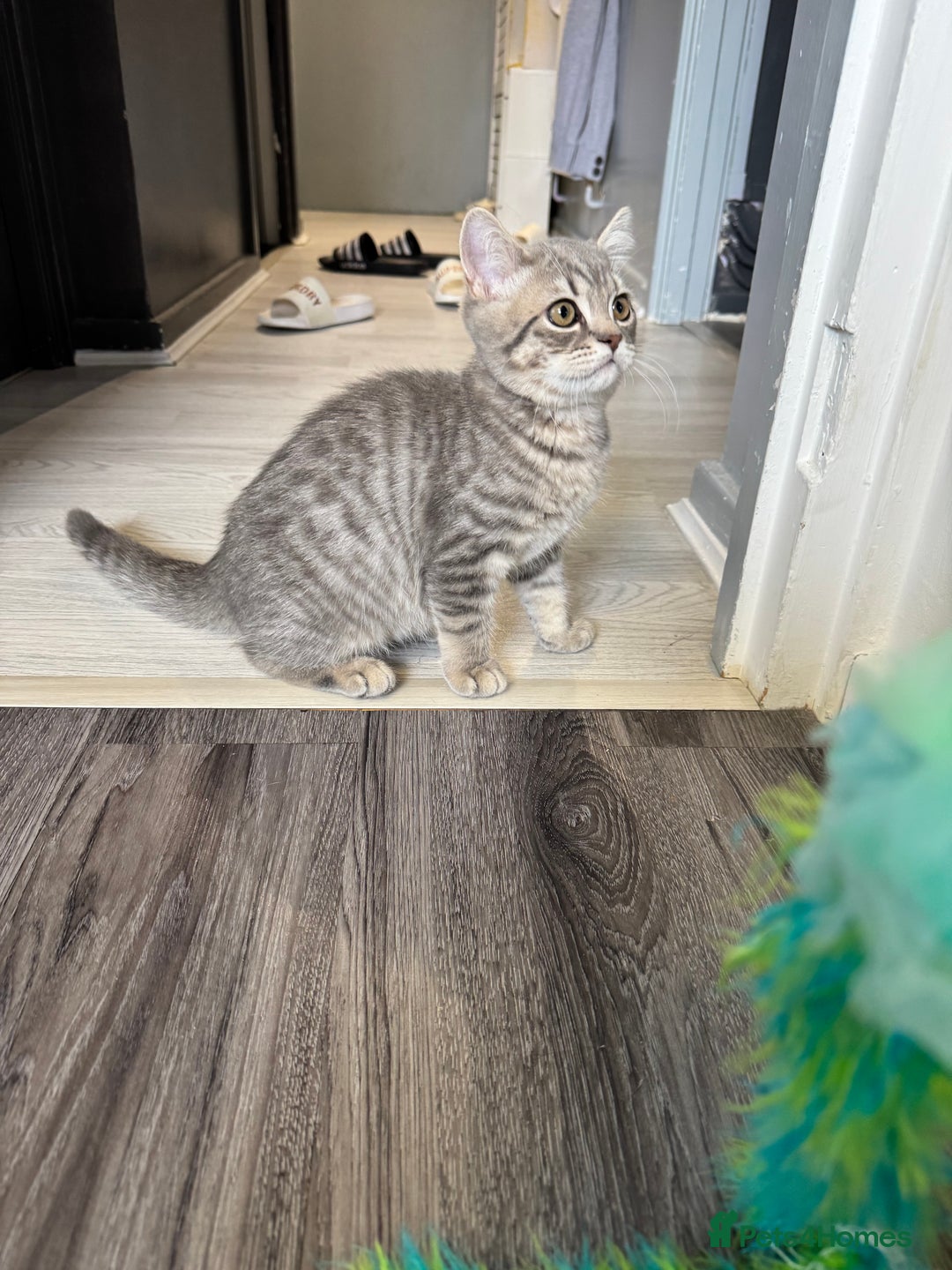 British Shorthair cats for sale: BSH kitten classic & chinchilla bloodline - Image 33