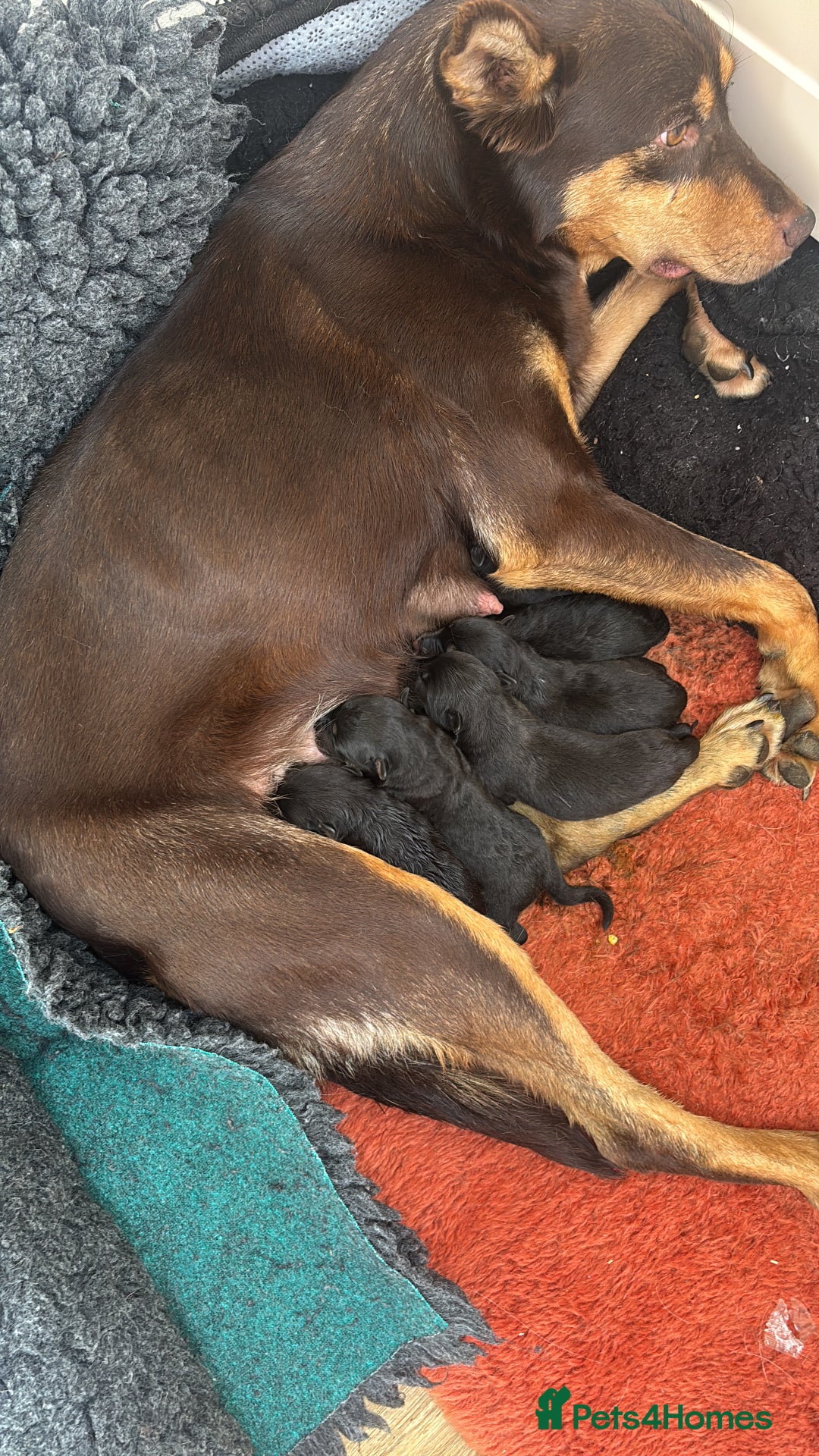 Mixed Breed dogs for sale: Collie x kelpie 8weeks not 15!  - Image 2
