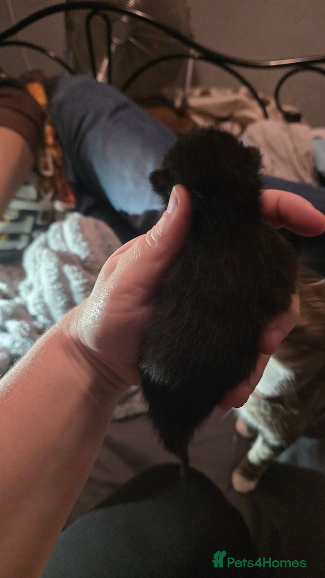 Savannah cats for sale: Savannah X Domestic cat - Advert 6