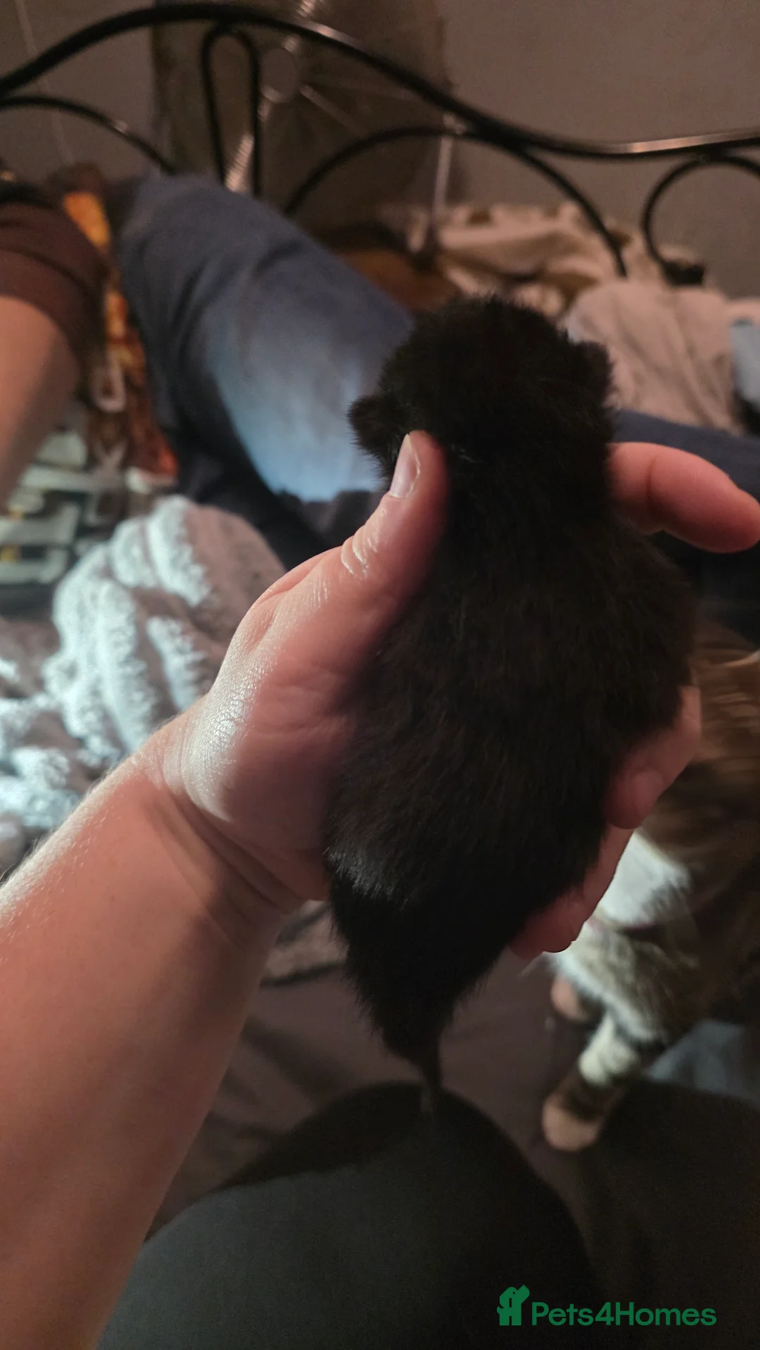 Mixed Breed cats for sale: Savannah X Domestic kittens - Advert 6