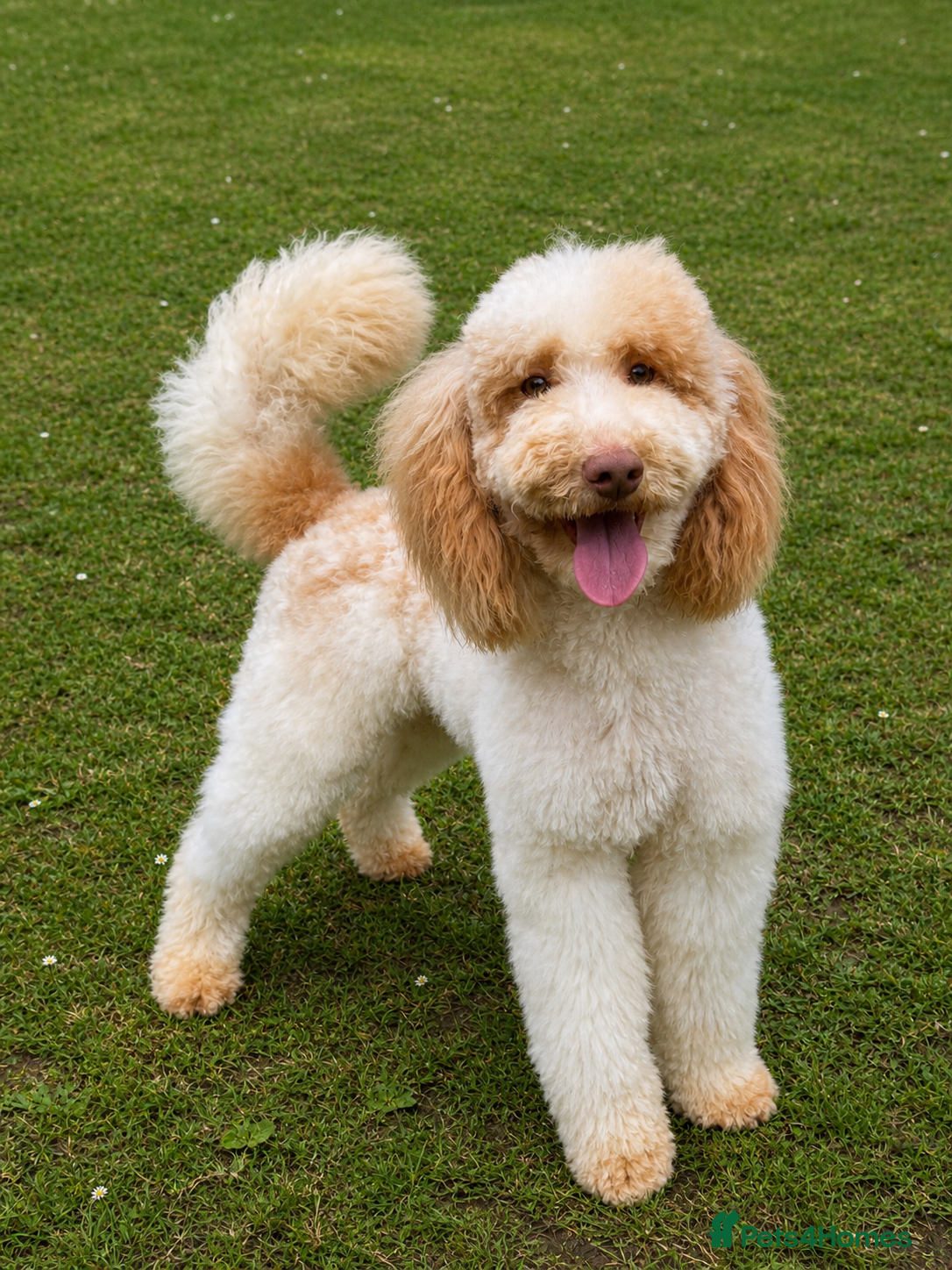 Miniature Poodle dogs Professional Stud Service - Cookie -Apricot Parti  - Advert 10