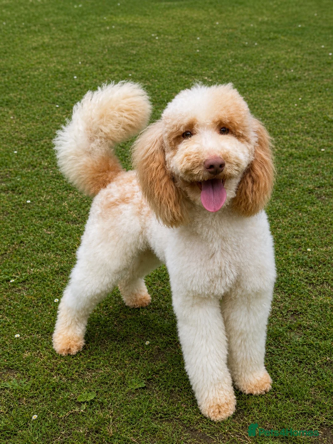 Miniature Poodle dogs for stud: Professional Stud Service - Cookie -Apricot Parti  - Advert 1