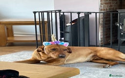Labrador Retriever dogs for stud: Stunning Proven Fox Red Labrador For Stud in Stoke-on-Trent - Image 3