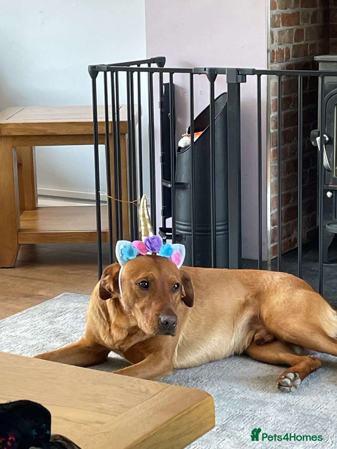 Labrador Retriever dogs for stud: Stunning Proven Fox Red Labrador For Stud in Stoke-on-Trent - Advert 3