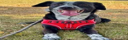 Mixed Breed dogs for sale: Gorgeous Blue & Brindle Mixed Breed Puppies 🫐💗 - Advert 18