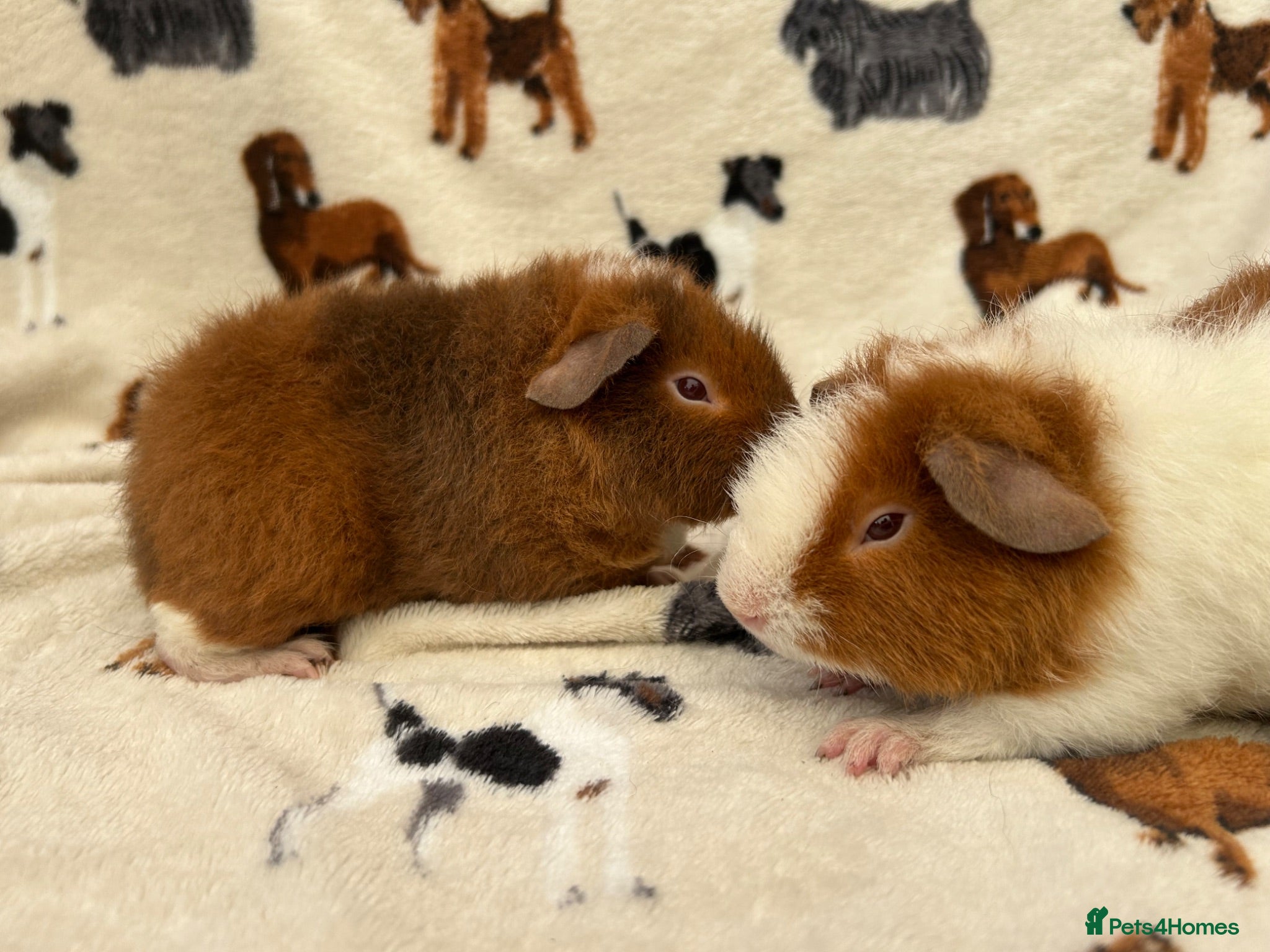 Guinea Pig rodents Baby Guinea pigs  - Advert 2