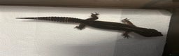 Leopard Gecko reptiles for sale: 3 x pure black night leopard geckos - Advert 16