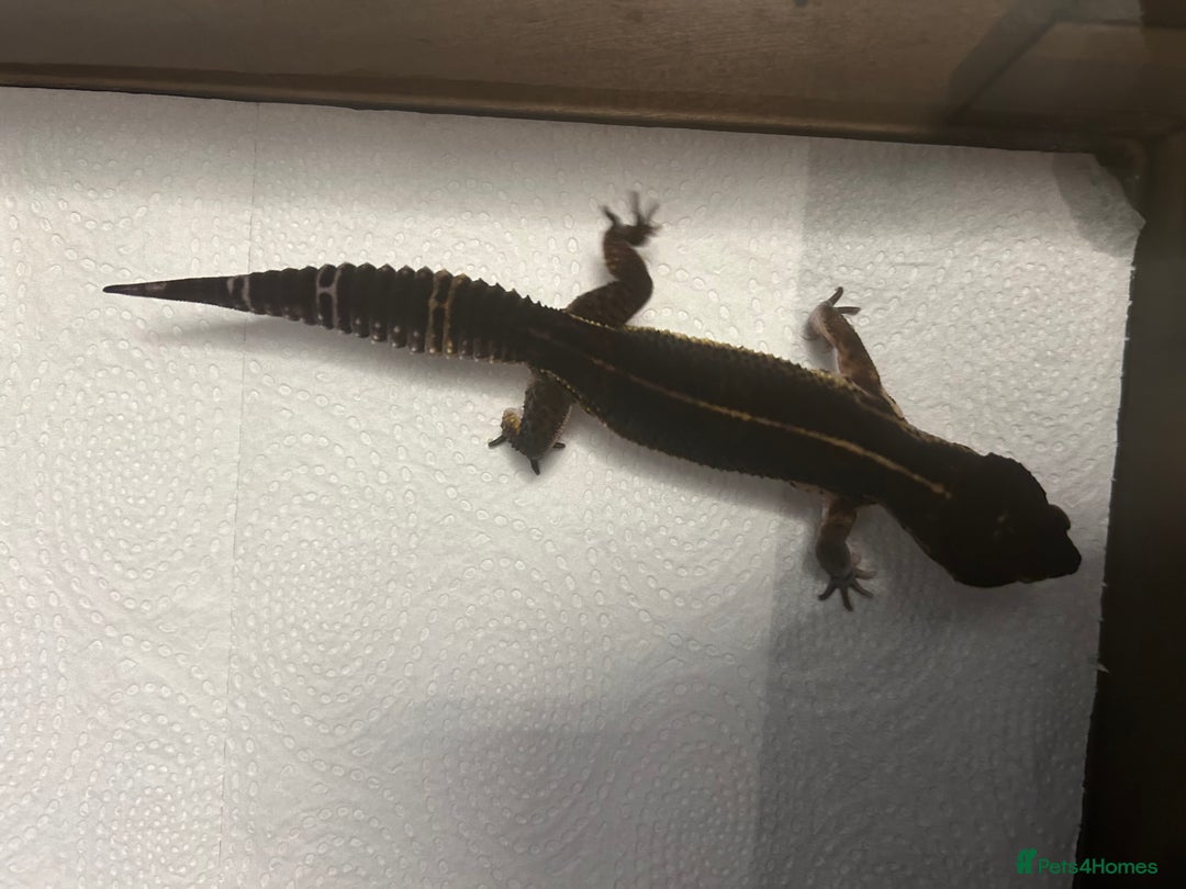 Leopard Gecko reptiles for sale: 3 x pure black night leopard geckos - Advert 16