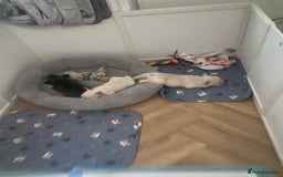 French Bulldog dogs for sale: Frenchie puppies  - Image 2