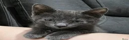 Mixed Breed cats for sale: Half bengal kitten 3 left 2 male one female  - Advert 2
