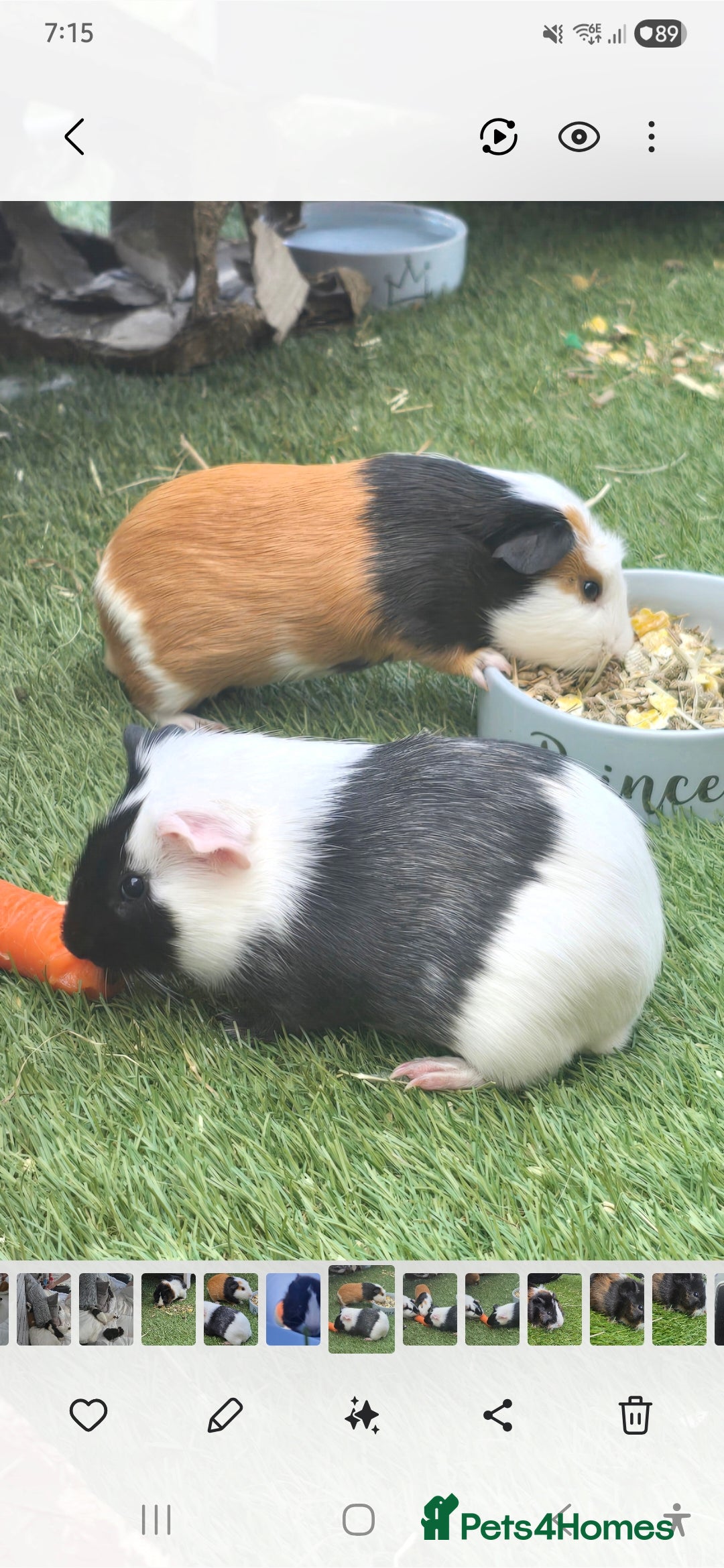 Guinea Pig rodents for sale: Guinea pig - Advert 11