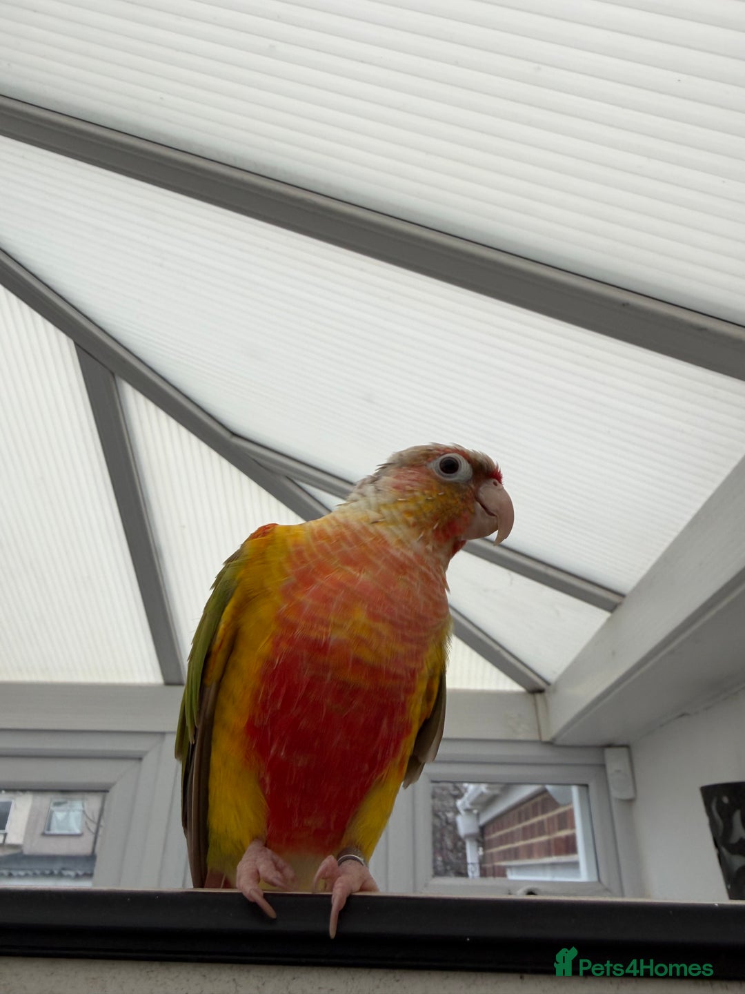 Conures birds for sale: Pineapple Conure Hand reared and tame  - Advert 6
