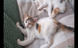 Mixed Breed cats for sale: Pika & pumkin - Image 7
