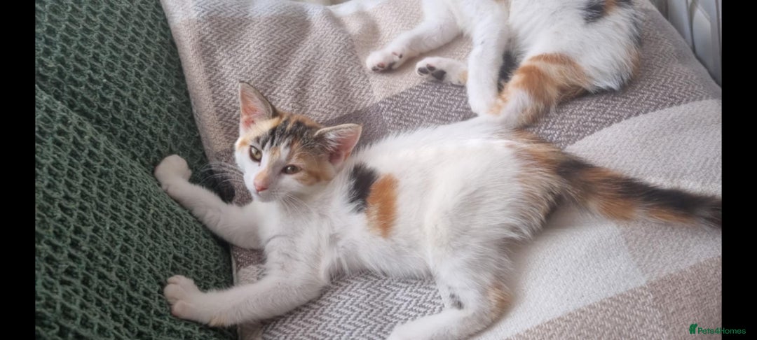 Mixed Breed cats for sale: Pika & pumkin - Image 7