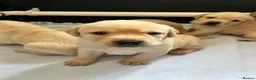 Labrador Retriever dogs for sale: KC Registered Yellow Labrador Puppies - Advert 2