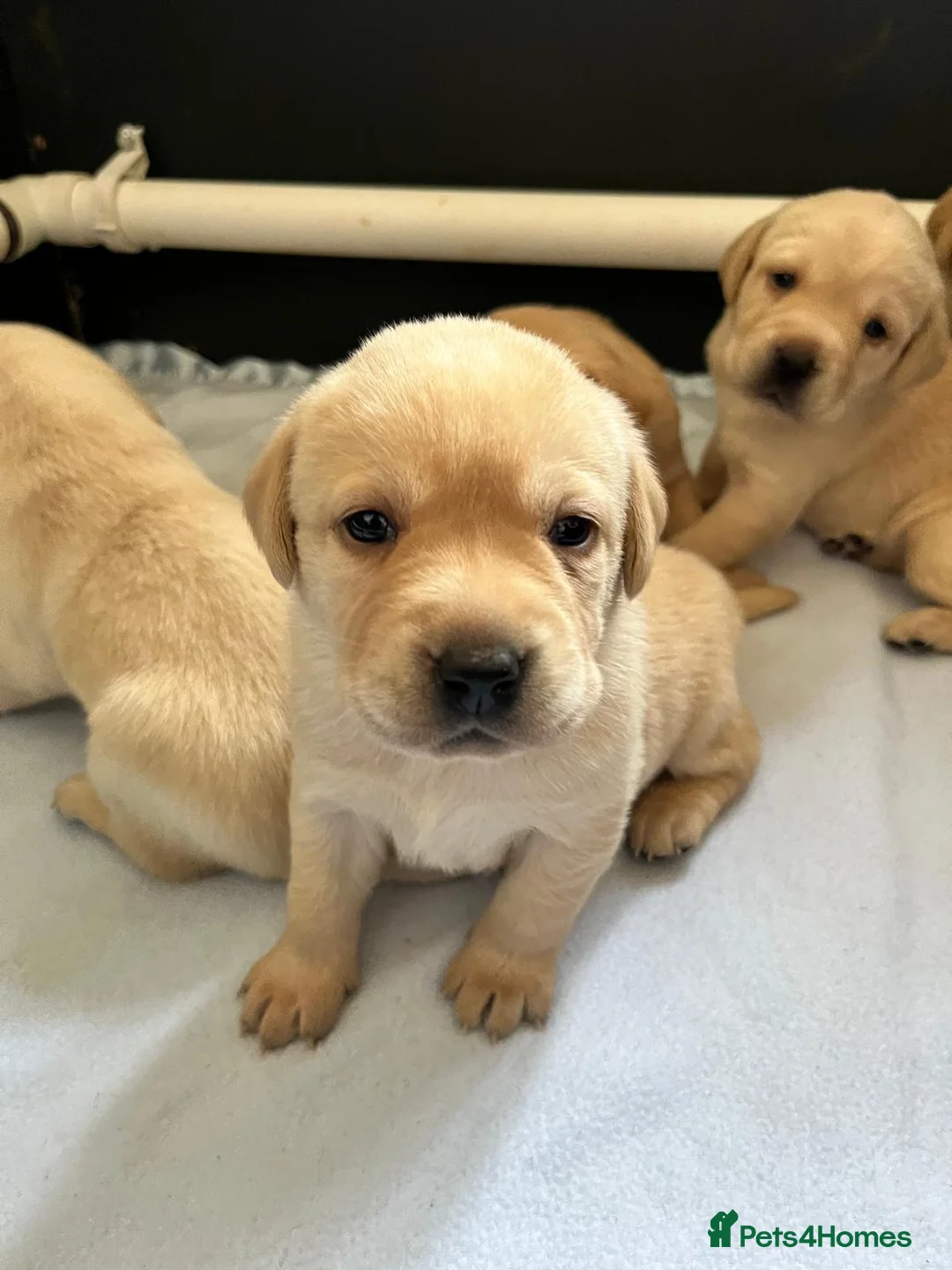 Labrador Retriever dogs for sale: KC Registered Yellow Labrador Puppies - Advert 2