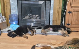 German Shepherd dogs for sale: Last German Shepherd girl remaining  - Image 25