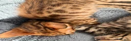 Bengal cats for sale: Beautiful bengal - Advert 2