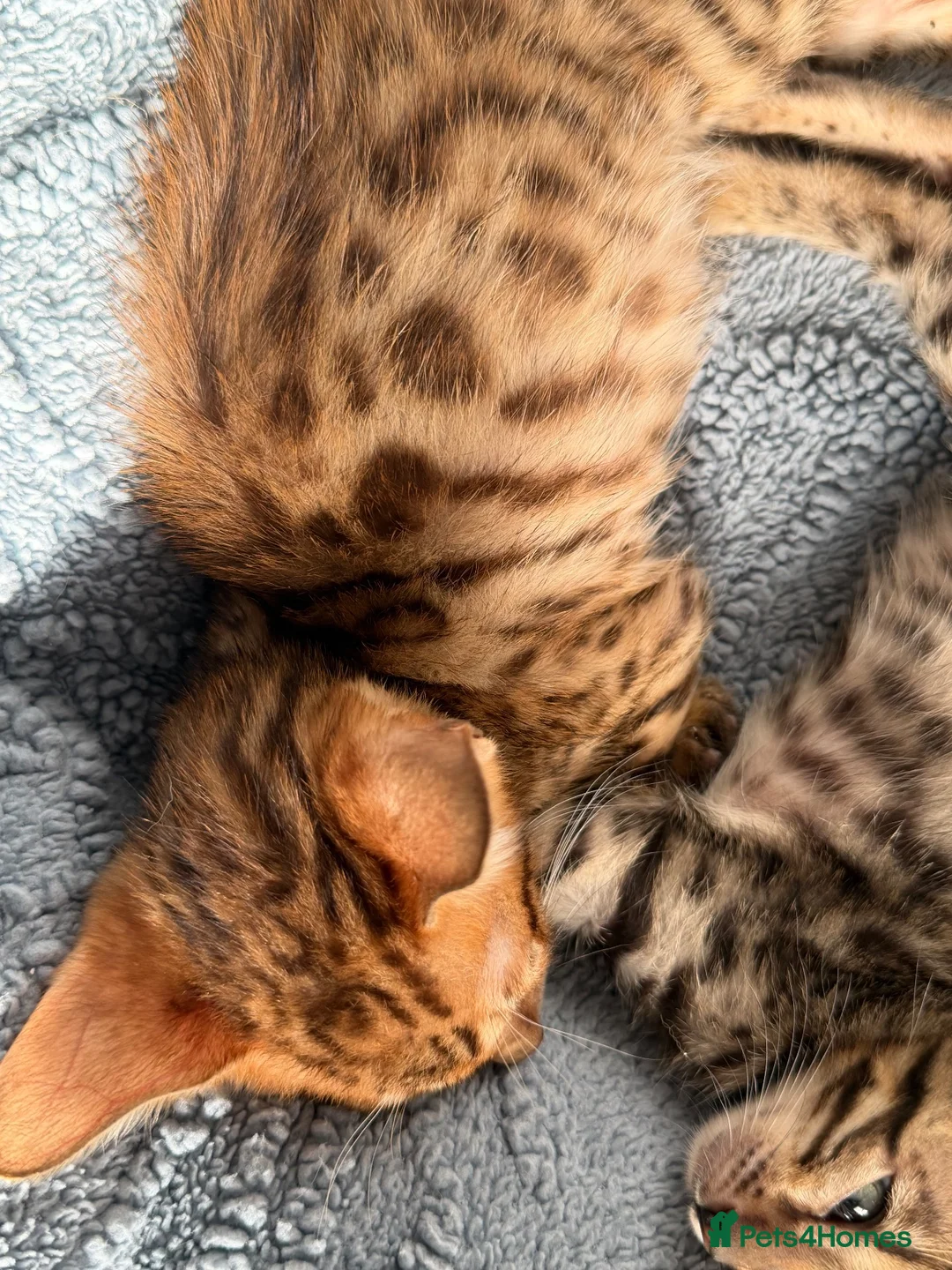 Bengal cats for sale: Beautiful bengal - Advert 2