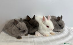 Netherland Dwarf rabbits for sale: 4 x Netherland Dwarf Bunnies 🐰  - Image 2