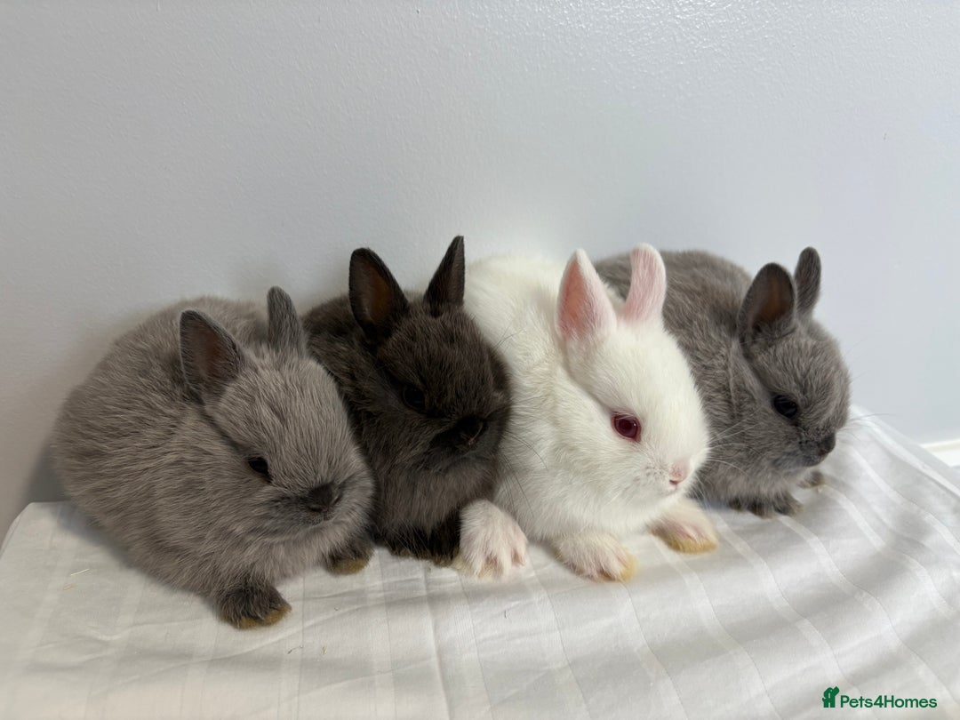 Netherland Dwarf rabbits for sale: 4 x Netherland Dwarf Bunnies 🐰  - Image 2
